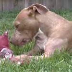 Man adopts puppy he saved from 7 stab wounds.