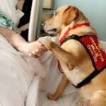  Millie the Therapy Dog spreading love.