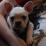 Therapy puppy stolen from three autistic brothers.