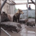 14 wolf-dogs rescued after being found living in sewage, couple arrested.