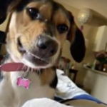 Family reunited with service dog after it runs away, spooked by fireworks