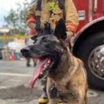 K9 Kimber Helped Rescuers Find Man Trapped In Building Collapse Debris.