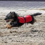 wiener dog Millie Jo is three-time race champ.