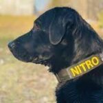 Tearjerker ‘end of watch’ video released in honor of U.P. police dog.
