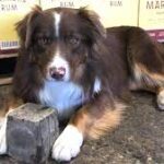 ‘Odin is back!’ Dog returns to Three Rivers Distilling Company.