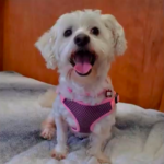 After 5-Hour Chase in San Francisco, Dog Rescued, Restored to Owner.