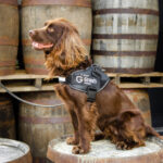 Meet Rocco, the cocker spaniel who works at a whisky distillery.