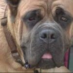 The 108-pound dog fell into an uncovered manhole.