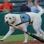 Myrtle Beach Pelicans’ bat dog ‘Slider’ returns to the ballpark.