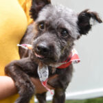 Poor pup violently dumped at Brooklyn storefront finds care with dog groomers.