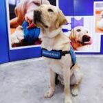 Wrangler, a Service Dog Made Famous on The Today Show, Has Died at 6.