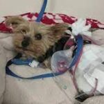 Yorkie fights off coyote, protecting young girl.