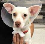 Abused dog found abandoned in Randolph has leg surgically removed.