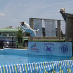 Coolwag to host July 4th weekend event featuring diving dogs.