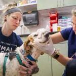 Pa. Animal rescue saves lives of heartworm-positive dogs.