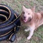 Dog rescues kitten trapped in hose in Georgia back yard.