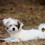 5 dogs from Animal Care Center still missing after break-in.
