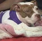 Severely injured dog rescued by Philly firefighters finds happy home with rescuer.