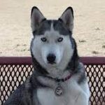 Dog saves abandoned cat stuffed in plastic bag near Fountain Hills shelter.