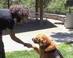 San Diego Purple Heart recipient finds healing in dog training business.