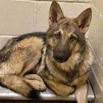 4 wolf-dog hybrids on the loose after escaping North Carolina enclosure.