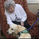 Dog trained to sniff out COVID-19 becomes therapy dog at senior living community.