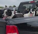 Military veteran offers to keep dogs in the community for Fourth of July