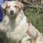 Search and Rescue K-9 helps find missing teen in Pennington County.