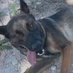 Rescued stray dog trains for life of service.