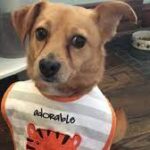 Owners find dogs dead, missing after using pet-sitting app Rover.