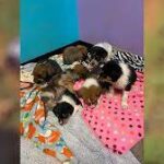 Puppies on road to recovery after being thrown over side of Logan County bridge.