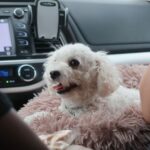 Metro releases heart-wrenching video of dog rescues during brutal valley heat wave.