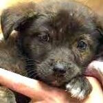 Puppy thrown from car in Calera now recovering from surgery with Loveless Dog Rescue.