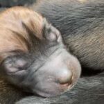 Oklahoma City officer rescues dog, her 8 puppies from side of road.