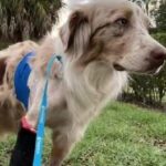 Visiting family reunites with runaway dog after five-day search.