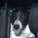 Runaway Dog Ends Up in Back of CHP Car After 101 Freeway Romp.