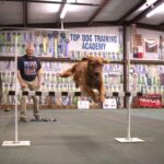 Mineola Golden Retriever named 'Top Dog', earns national award for obedience.