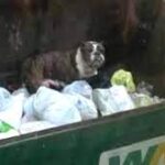 Trash truck driver about to empty dumpster saves dog: 'She could've got crushed'.