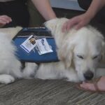Therapy dogs return to work at Siteman Cancer Center in St. Louis.