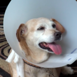 South Carolina man saves dog from gator attack in neighborhood.