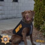  Video shows K9 finding missing elderly woman in Forsyth County.