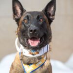 K-9 Chase of Hibbing Police Department wins 'America's Top Dog'.