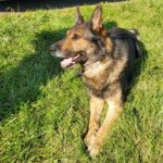 Meet Mace The K9, whose job is to both sniff out explosives and track people.