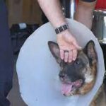 Seattle firefighters, good Samaritans help save life of veteran's service dog.