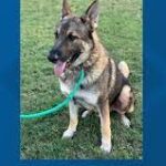 Furry friends with Rollo, the dog!