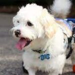 Paralyzed Puppy On The Hunt For Forever Home In New Wheelchair.
