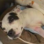 Abused puppy found on side of road with broken back in Taylor.