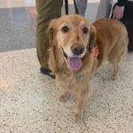 Golden Retriever named Alona up against 3 other TSA ‘Cutest Canine’ entrants.