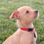 Dog Rings Bell In Hopes Of Befriending Bear Cubs.