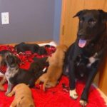 After losing her litter, Twin Cities dog cares for 10 orphaned puppies.